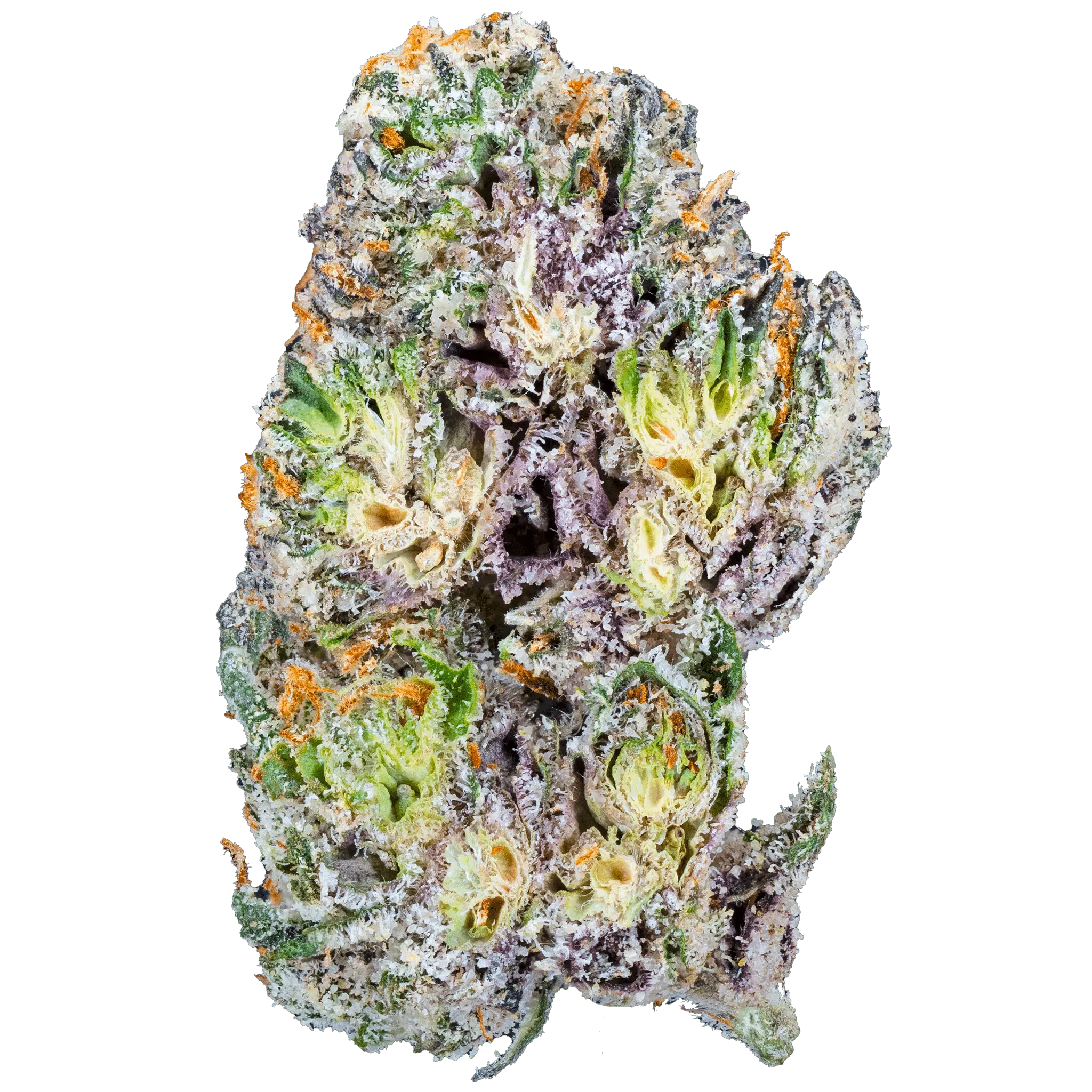 Blue Cherry Gelato THCa Flower - Image 10