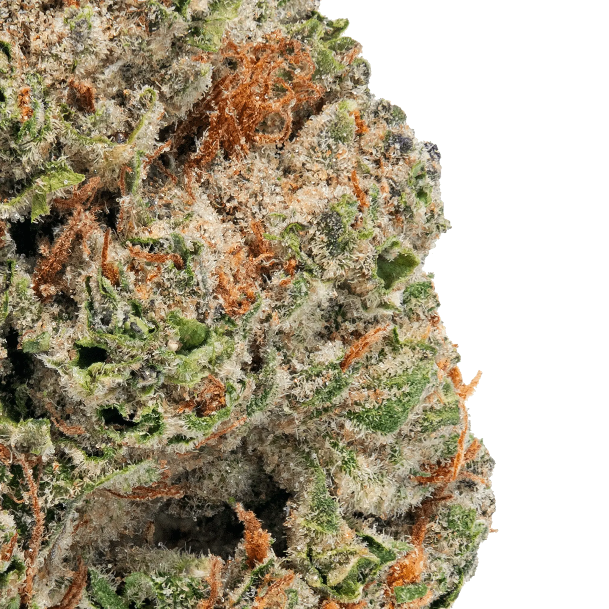 Gorilla Glue – THCa Flower - Image 16