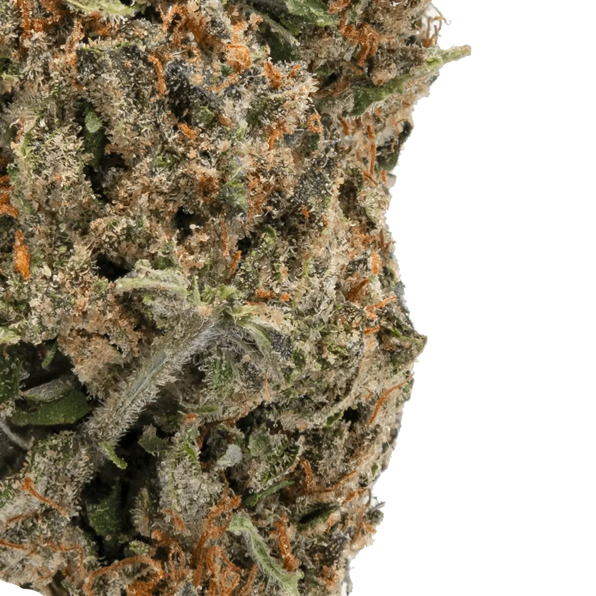 Ice Cream Cookies THCa Flower - Image 14