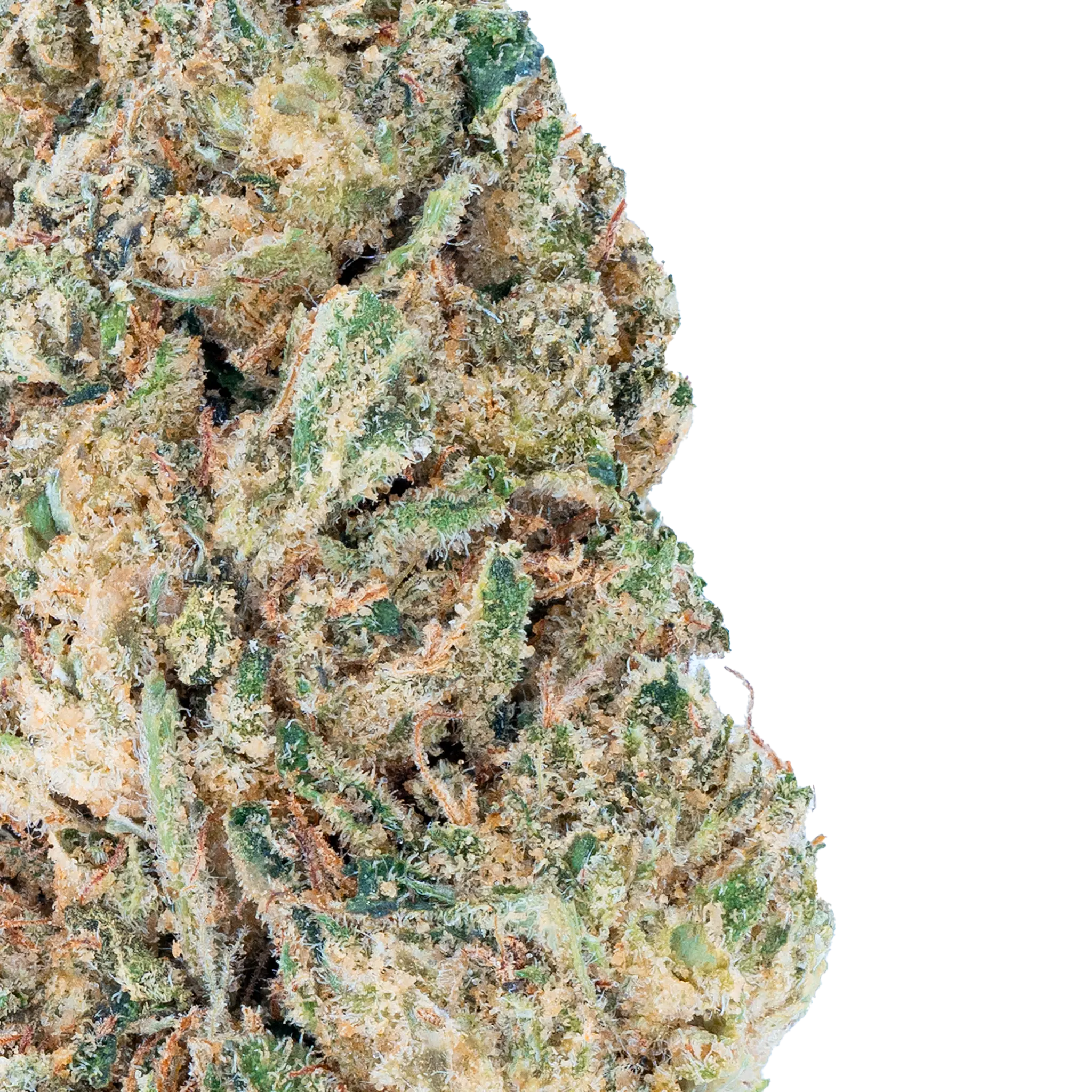 Mr. Nasty - THCa Flower - Image 10
