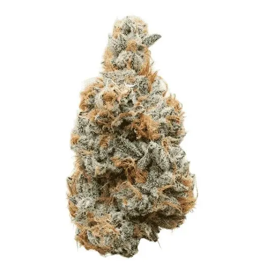 Mr. Nasty - THCa Flower - Image 18