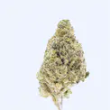 Mr. Nasty - THCa Flower - Image 9
