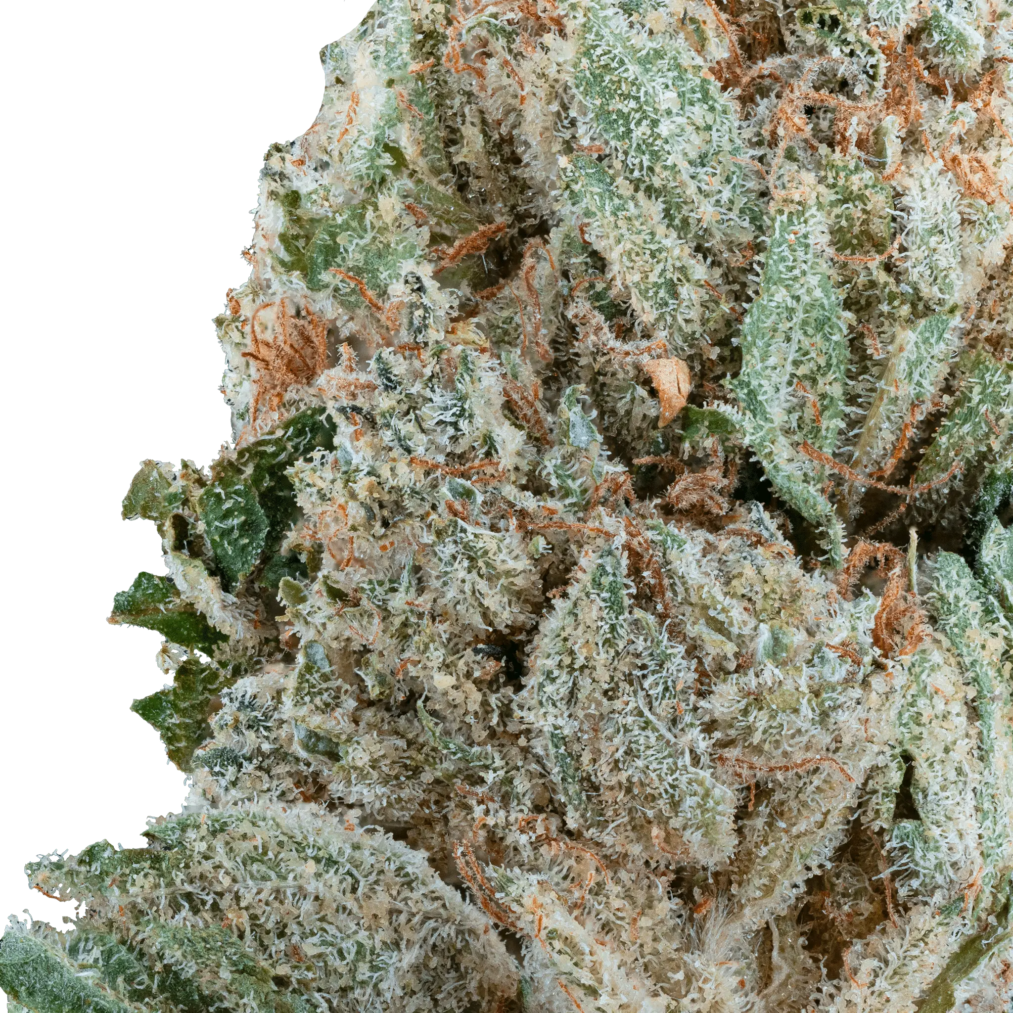 Strawberry Express THCa Flower - Image 8