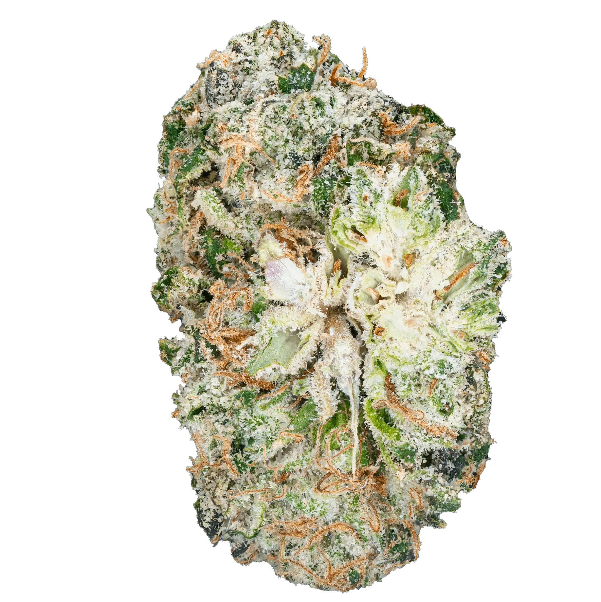 Thai Iced Tea- THCa Flower - Image 17