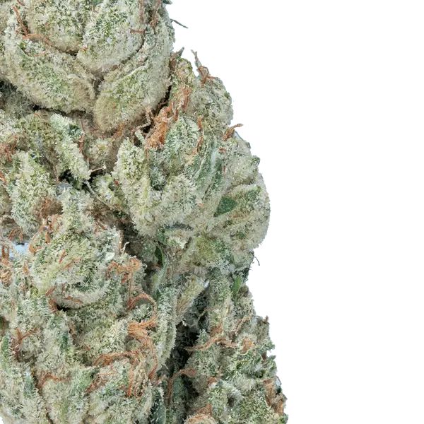 Wedding Crasher THCa Flower - Image 2